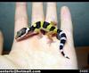 leopard gecko - baby