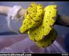 Green Tree Python (Chondropython viridis) 뱀 - 그린트리 파이톤, snake