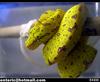 Green Tree Python (Chondropython viridis) 뱀 - 그린트리 파이톤, snake