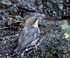 [Crop] Pygmy Nuthatch (Sitta pygmaea)