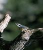 Red-breasted Nuthatch (Sitta canadensis)