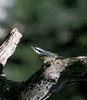 Red-breasted Nuthatch (Sitta canadensis)