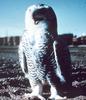 Snowy Owl (Nyctea scandiaca)