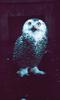 Snowy Owl (Nyctea scandiaca)