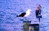 Great Black Backed Gull & Owl