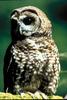 Northern Spotted Owl (Strix occidentalis caurina)