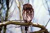 Ferruginous Pygmy-Owl (Glaucidium brasilianum)