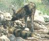 African dogs 3 - African wild dog (Lycaon pictus)