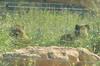 Lula's cubs (cheetah)