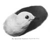 Snow Petrel (Pagodroma nivea)