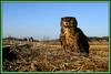 새와 사람들 / 수리부엉이 Bubo bubo (Eurasian Eagle Owl)