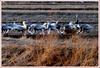 들판의 저녁시간 / 재두루미 Grus vipio (White-naped Crane)