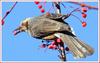 식사중인 직박구리 Ixos amaurotis (Brown-eared Bulbul)