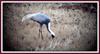 재두루미 Grus vipio (White-naped Crane)