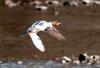 Common Merganser female (Mergus merganser)