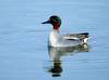 Common Teal (Anas crecca)