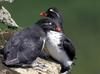 Parakeet Auklet (Aethia psittacula)