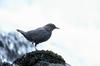 American Dipper (Cinclus mexicanus)