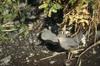 American Dipper (Cinclus mexicanus)