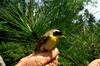 Common Yellowthroat (Geothlypis trichas)