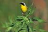 Common Yellowthroat (Geothlypis trichas)