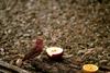 Hepatic Tanager (Piranga flava)