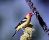 Western Tanager (Piranga ludoviciana)