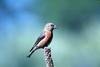 Red Crossbill (Loxia curvirostra)