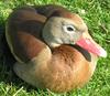 Black-bellied Whistling-Duck 2