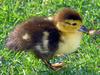 Muscovy duckling