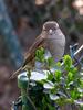 a HOUSE SPARROW (passer domesticus) 2