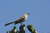 Northern  Mockingbird.