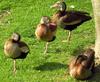 Black-bellied Whistling-Ducks