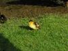 Muscovy duckling 1