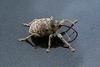 Acorn Weevil