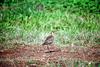 Pacific Golden-Plover (Pluvialis fulva)