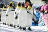 penguins