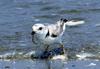 [Cropped] Piping Plover (Charadrius melodus)