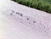 Piping Plover group (Charadrius melodus)