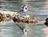 Black-backed Wagtail (Motacilla lugens)