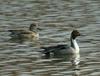 Northern Pintails (Anas acuta)