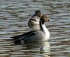 Northern Pintails (Anas acuta)