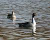 Northern Pintails (Anas acuta)