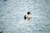 쇠오리 Anas crecca (Common Teal)
