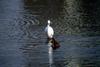 쇠백로 Egretta garzetta garzetta (Little Egret's watching dipping teal)