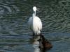 Little Egret watching female Common Teal's dipping