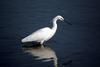 쇠백로 Egretta garzetta garzetta (Little Egret)