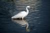 쇠백로 Egretta garzetta garzetta (Little Egret)