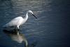 쇠백로 Egretta garzetta garzetta (Little Egret)