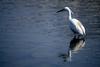 쇠백로 Egretta garzetta garzetta (Little Egret)